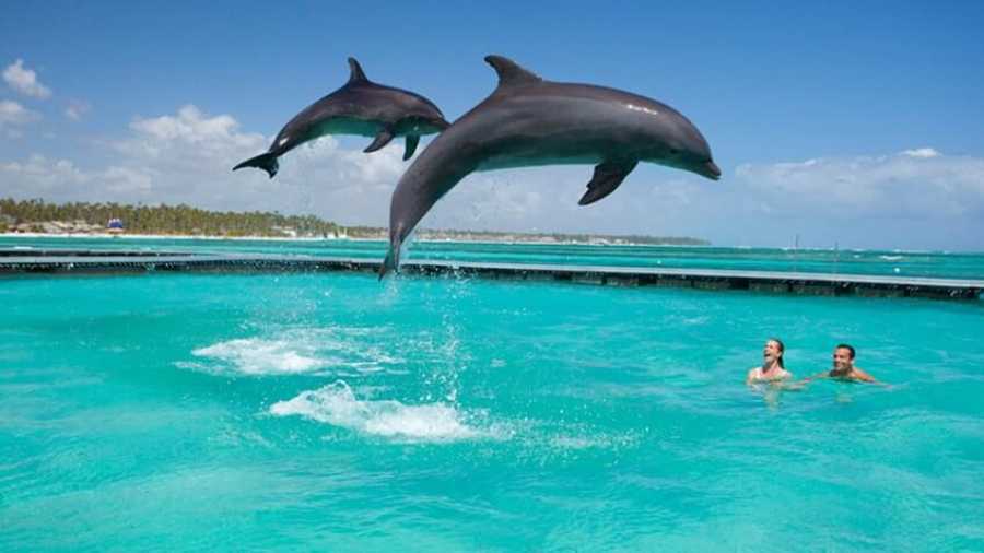 Dolphin Tour Moraka Africa