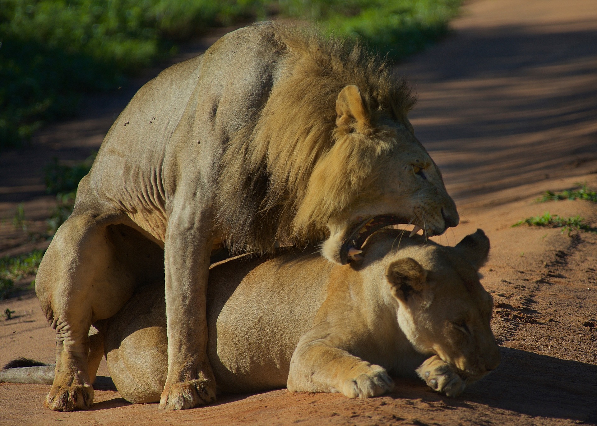 lion at tarangire national park in tanzania