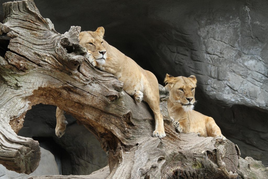 lions at serengeti national park climbing trees