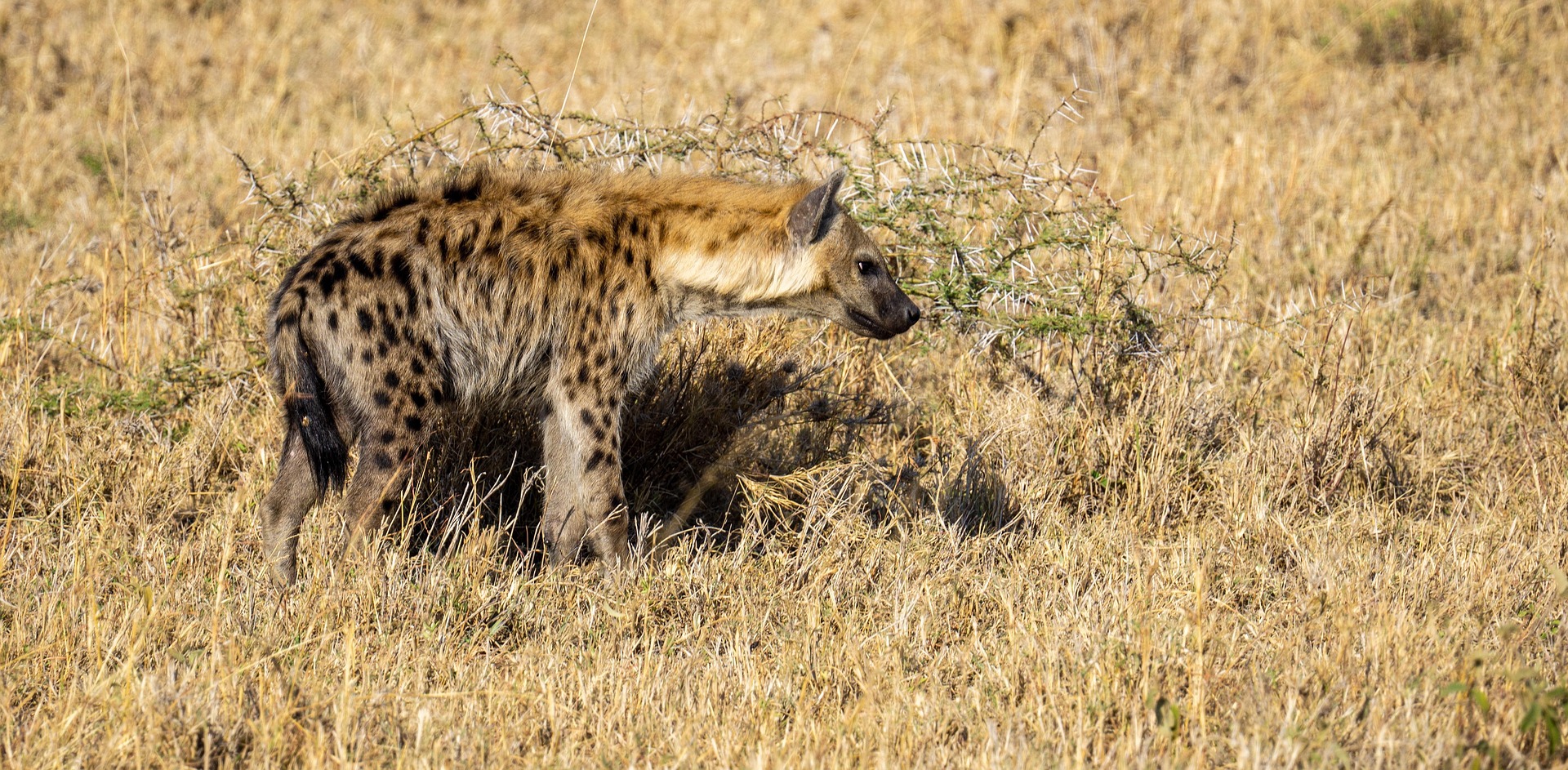 hyena in serengeti nationa park