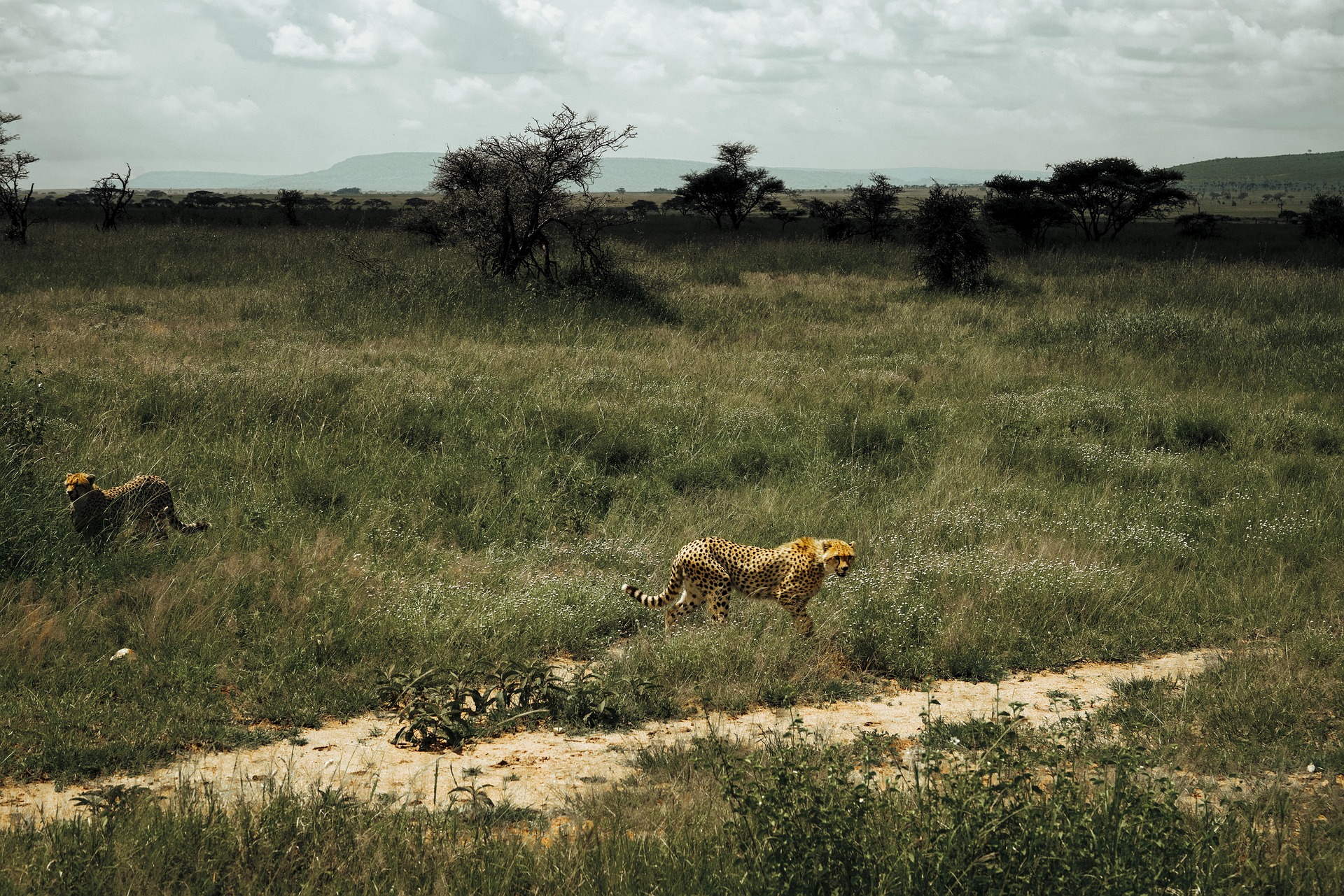 cheeter in serengeti